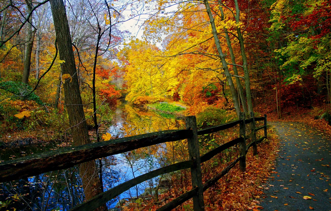 Photo wallpaper forest, trees, landscape, nature, forest, river, trees, landscape