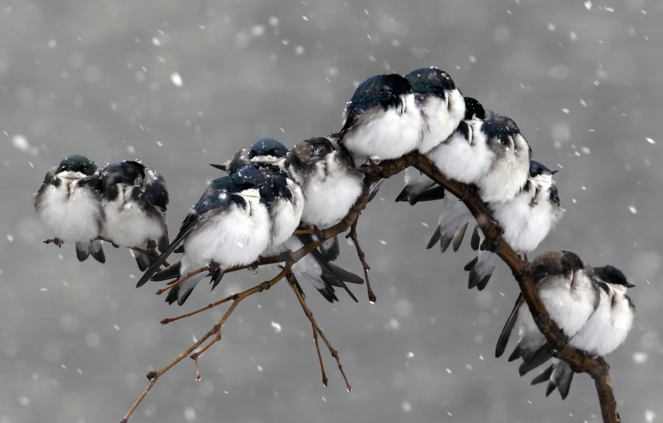 Photo wallpaper snow, birds, nature, branch