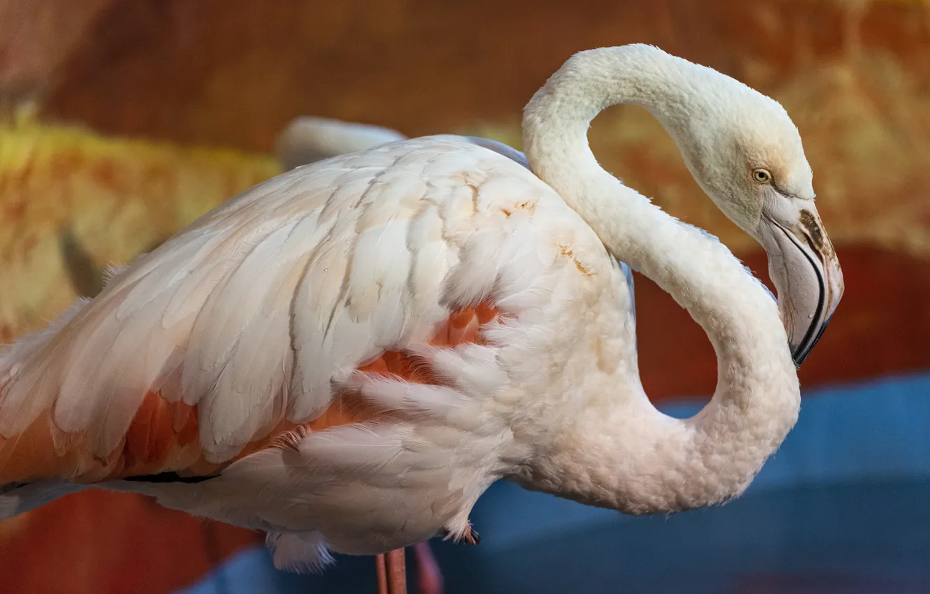 Photo wallpaper close-up, background, bird, Flamingo