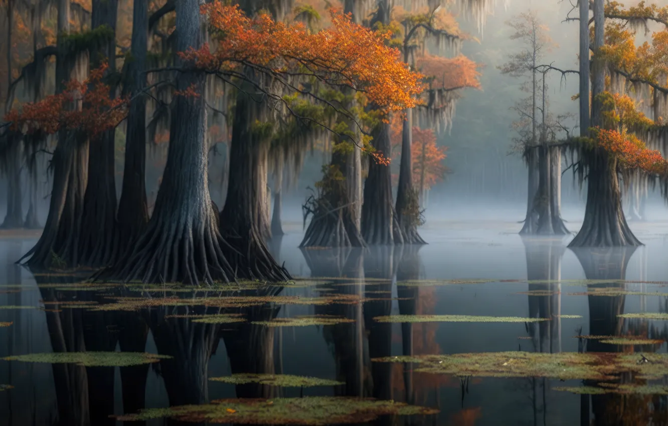 Photo wallpaper autumn, forest, trees, landscape, nature, roots, fog, lake