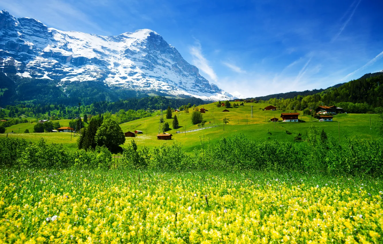 Photo wallpaper greens, forest, grass, flowers, mountains, field, Switzerland, valley