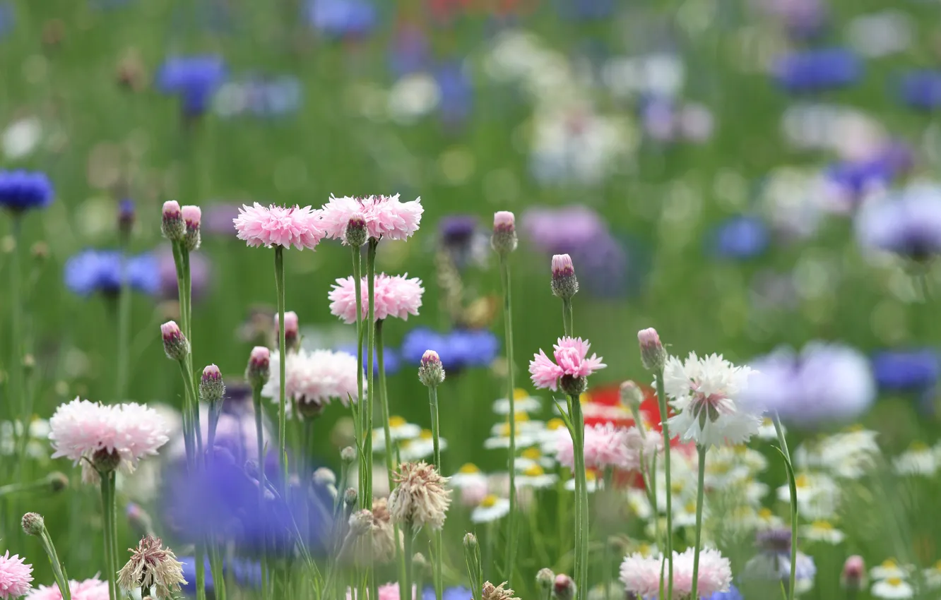 Photo wallpaper field, summer, flowers, glade, chamomile, meadow, pink, field