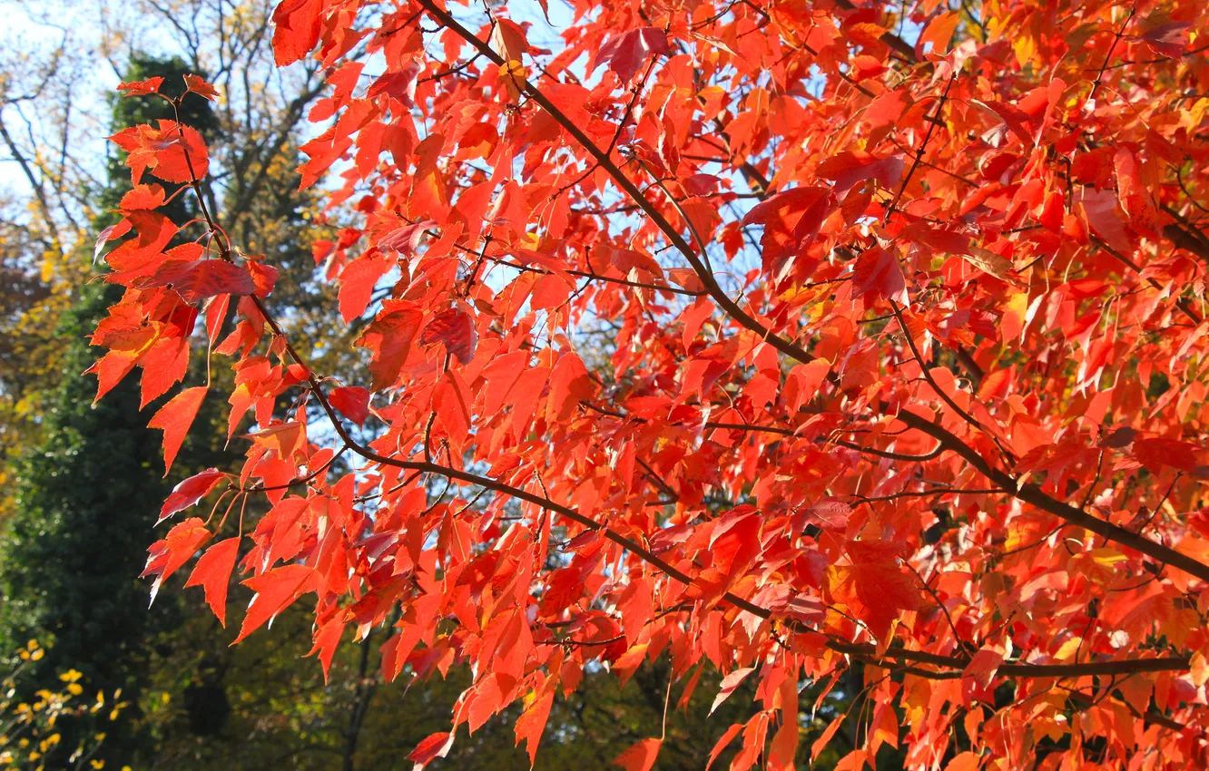 Photo wallpaper red, autumn, leafs, twigs