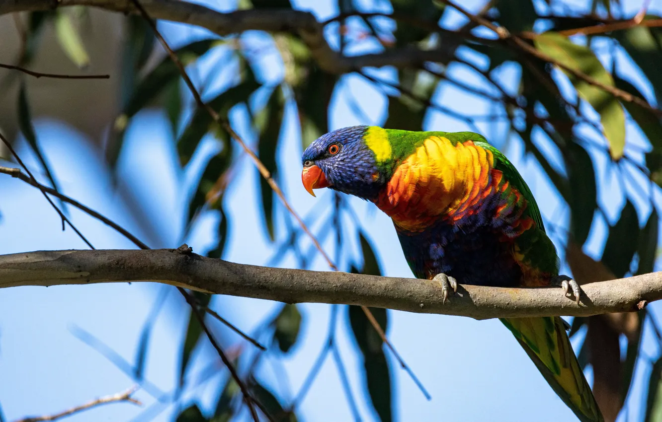Photo wallpaper trees, branches, bird, parrot, rainbow lorikeet