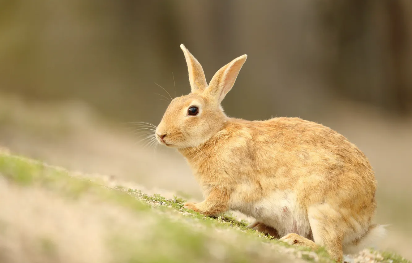 Photo wallpaper nature, animal, hare, Eeyore
