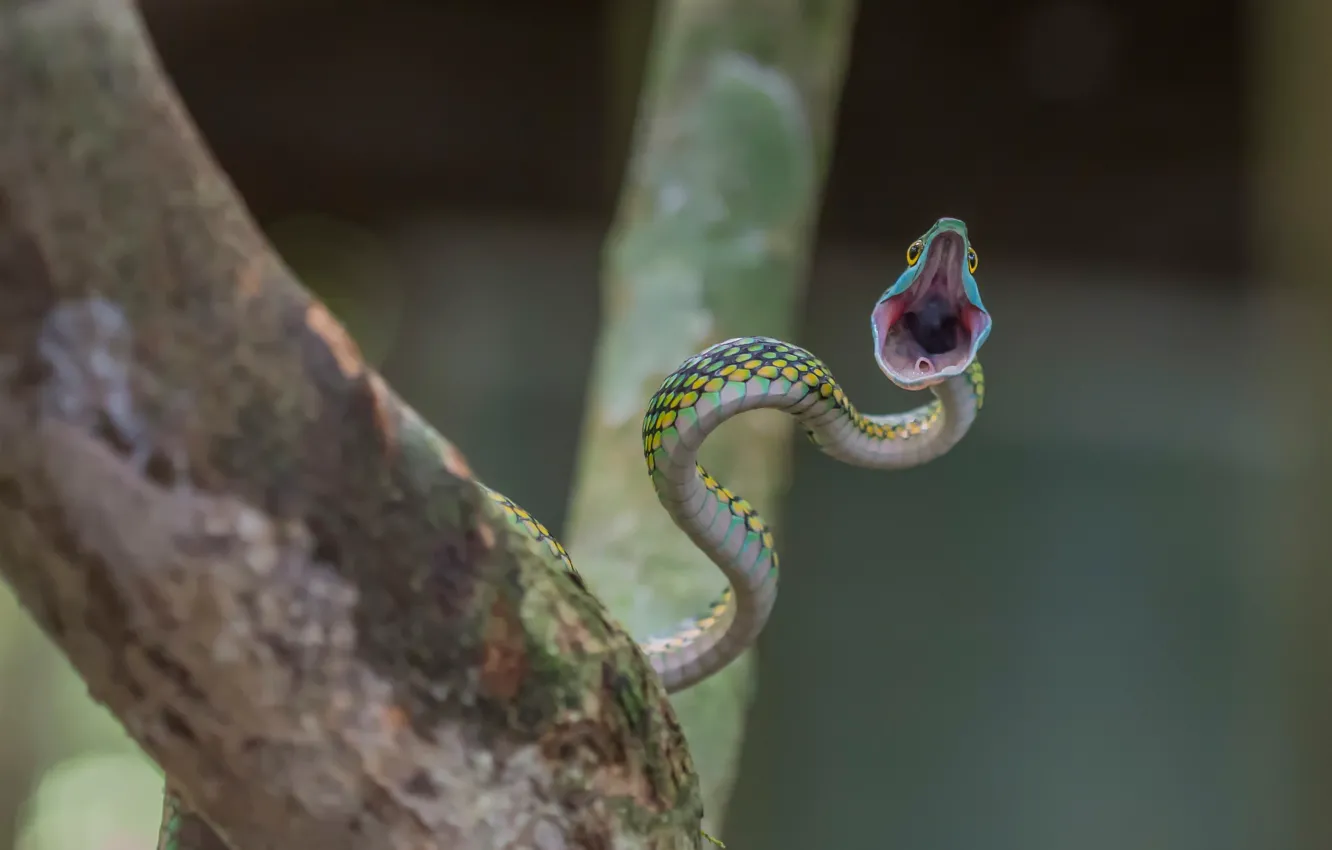 Photo wallpaper attack, snake, mouth