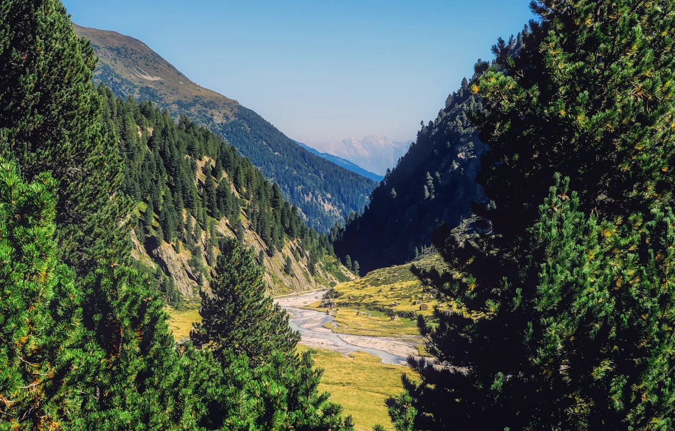 Photo wallpaper forest, trees, mountains, Austria, valley, gorge, river, Sunny