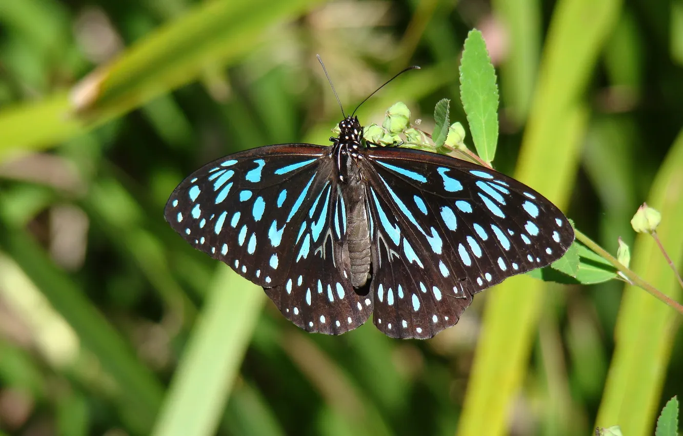 Photo wallpaper leaves, microsemi, butterfly, wings, insect, beautiful, closeup