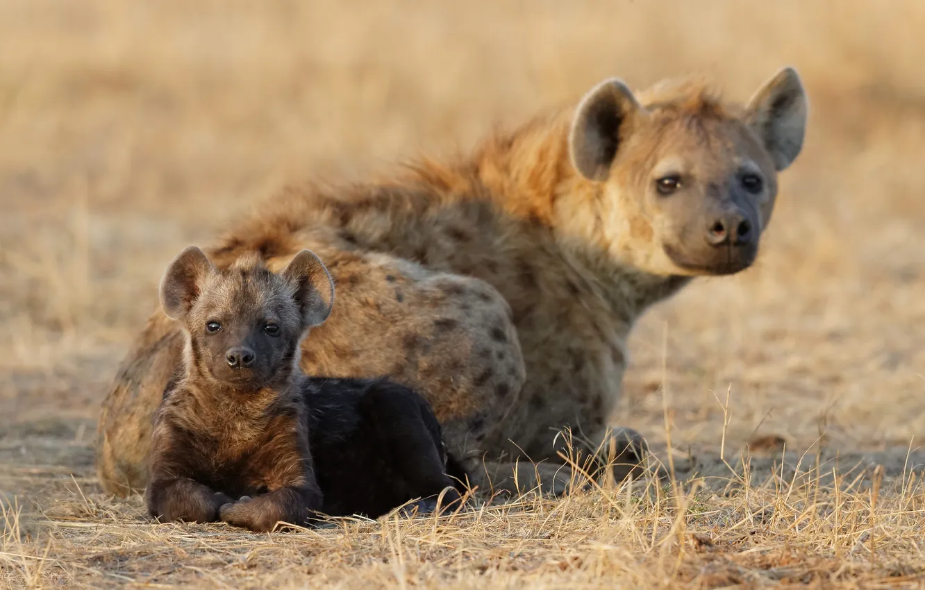 Photo wallpaper grass, stay, family, hyena, cub