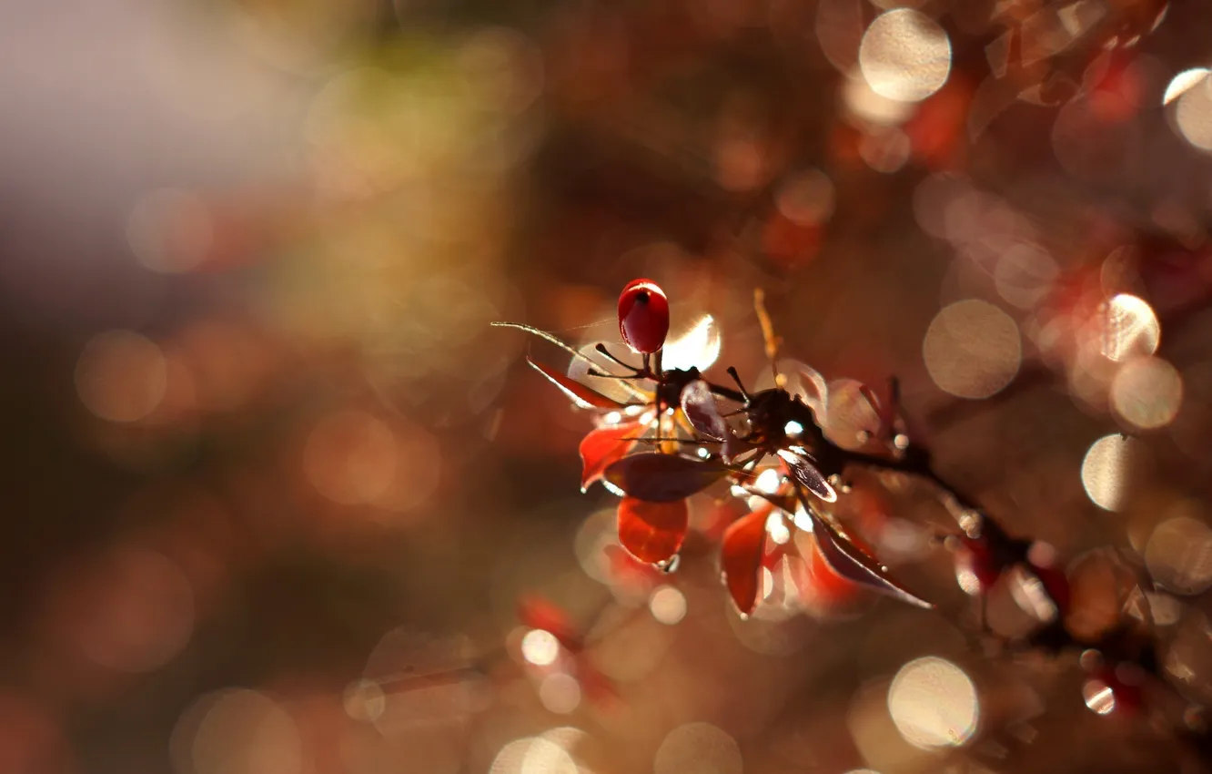 Photo wallpaper leaves, macro, light, glare, berries, Shine, branch