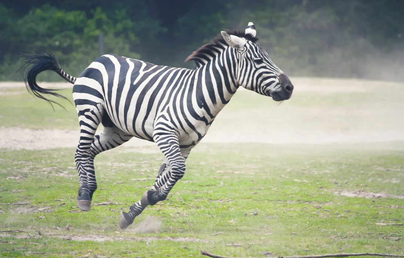 Photo wallpaper grass, running, Zebra