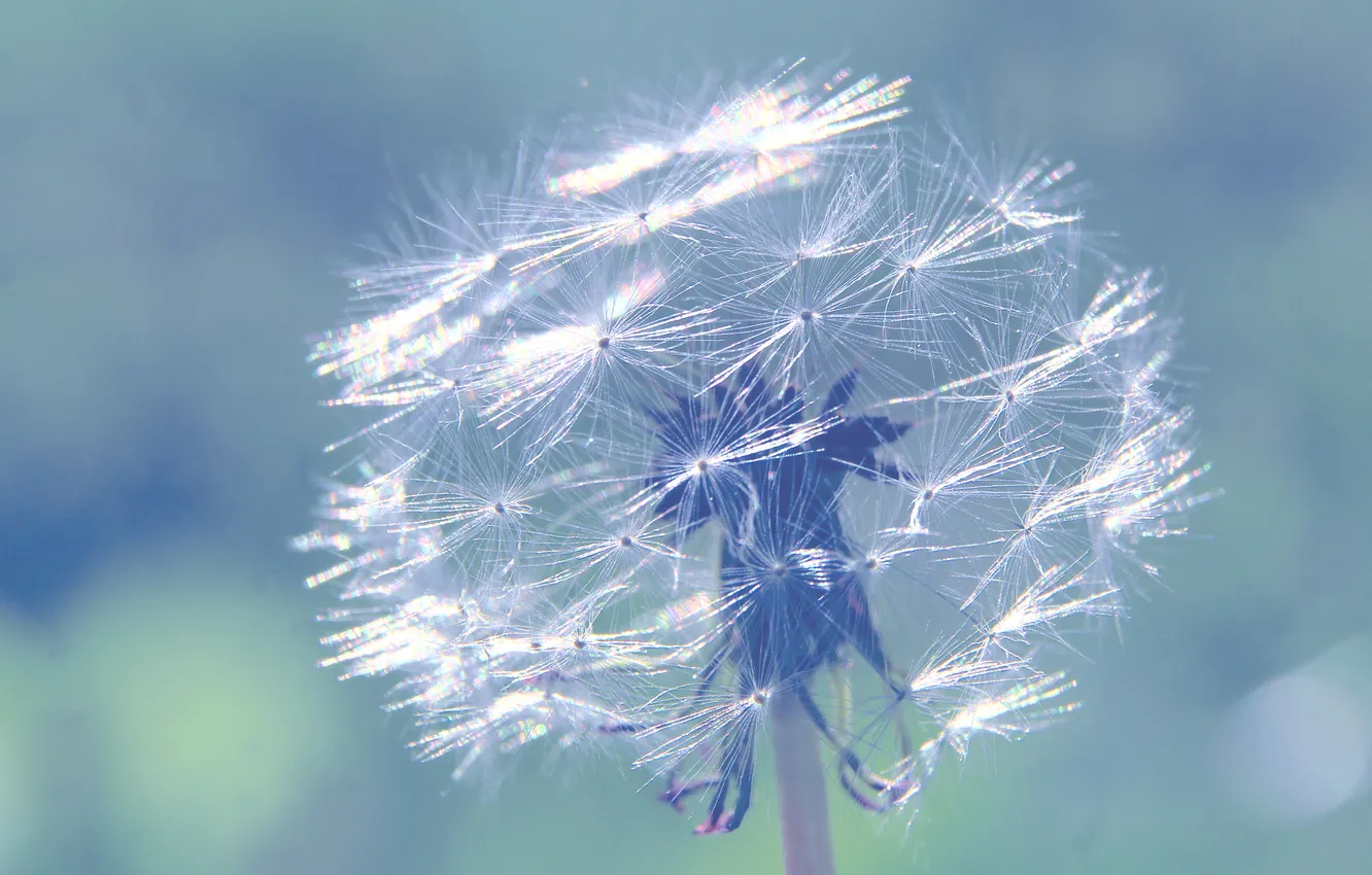 Photo wallpaper plant, delicate, dandylion