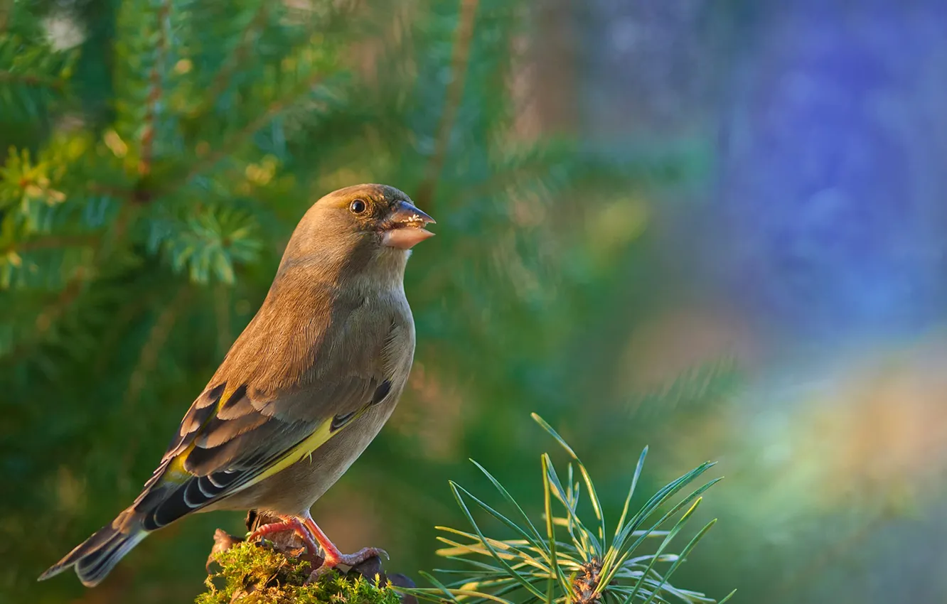 Photo wallpaper bird, goldfinch, Dzwoniec usual, Common zelenushka