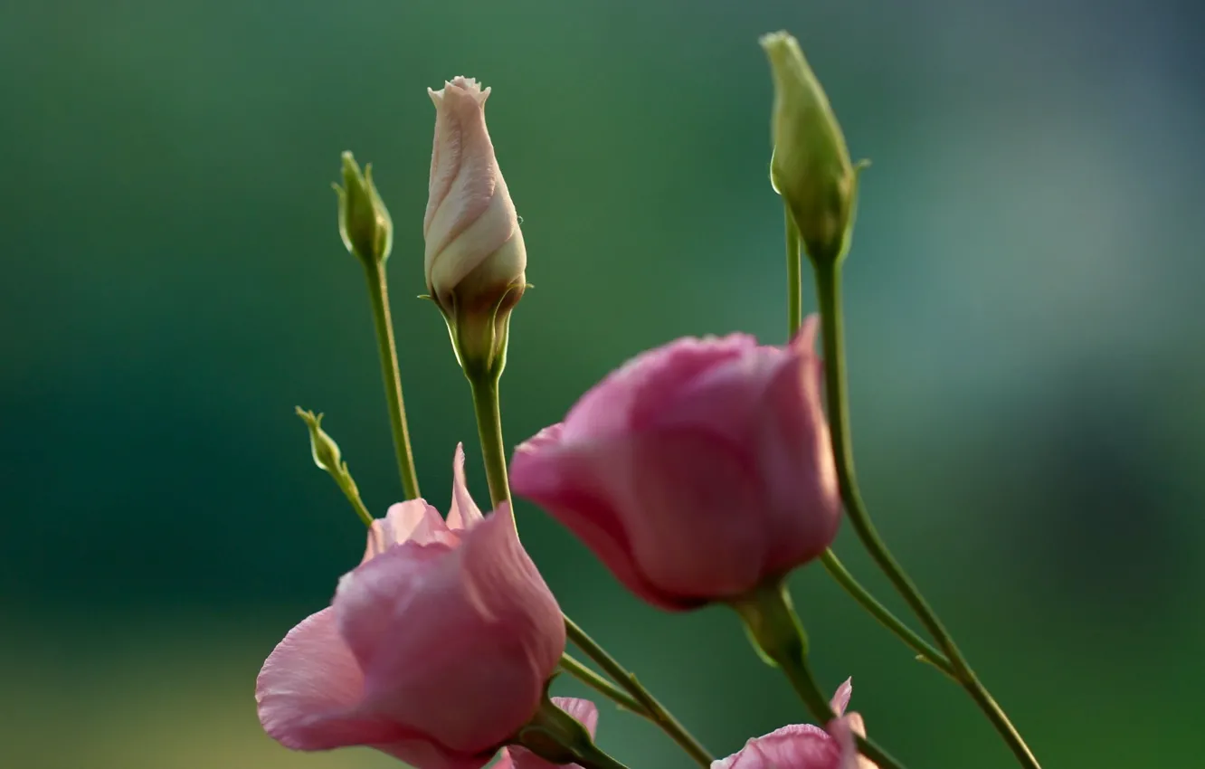 Photo wallpaper macro, background, buds, eustoma