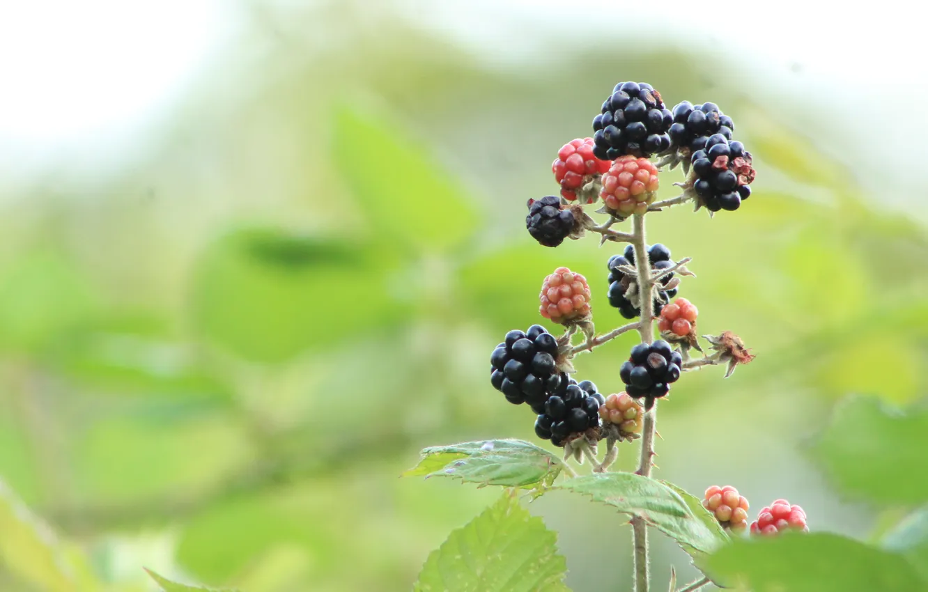 Photo wallpaper black, food, fruit, twig