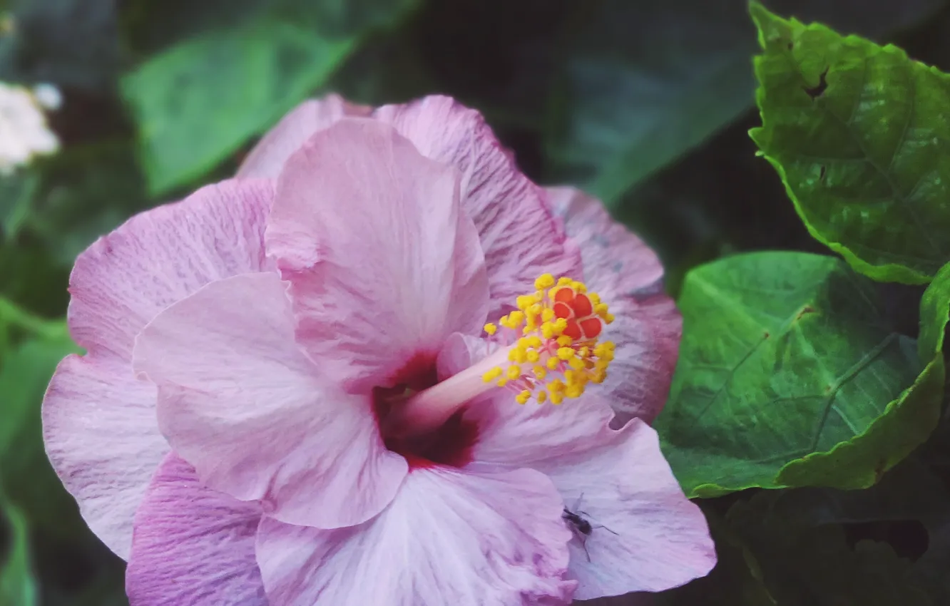 Photo wallpaper macro, purple, Hibiscus