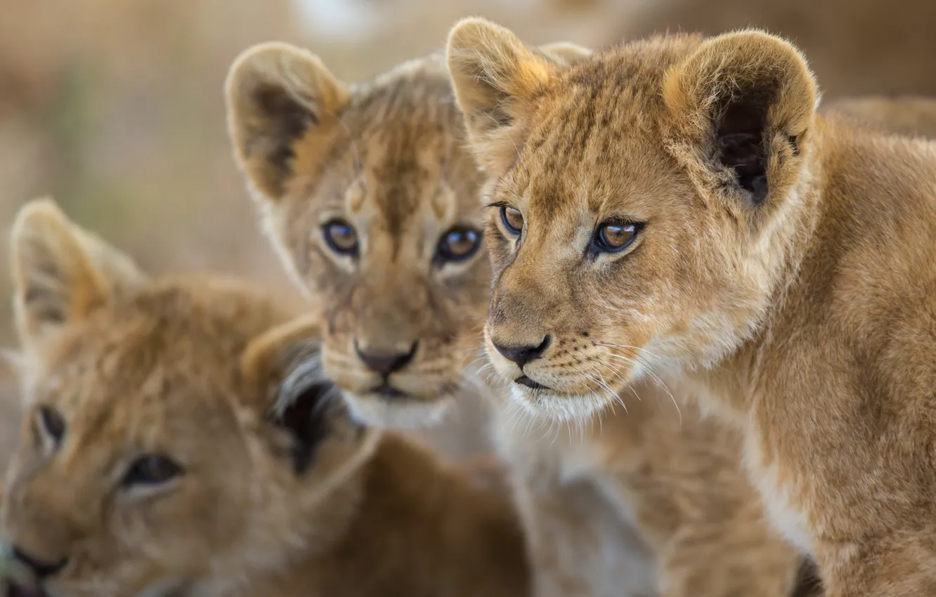 Photo wallpaper Leo, baby, lion