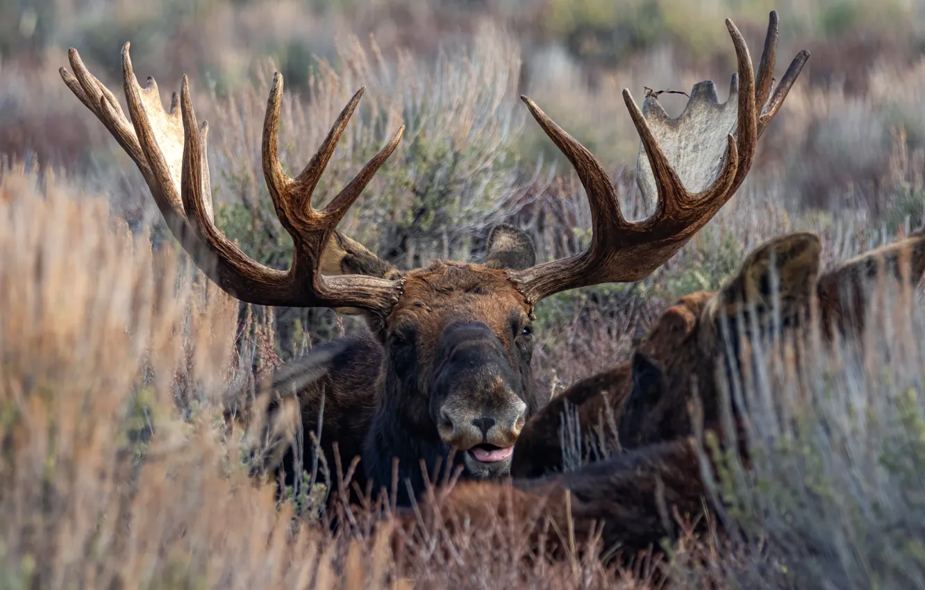 Photo wallpaper face, horns, moose