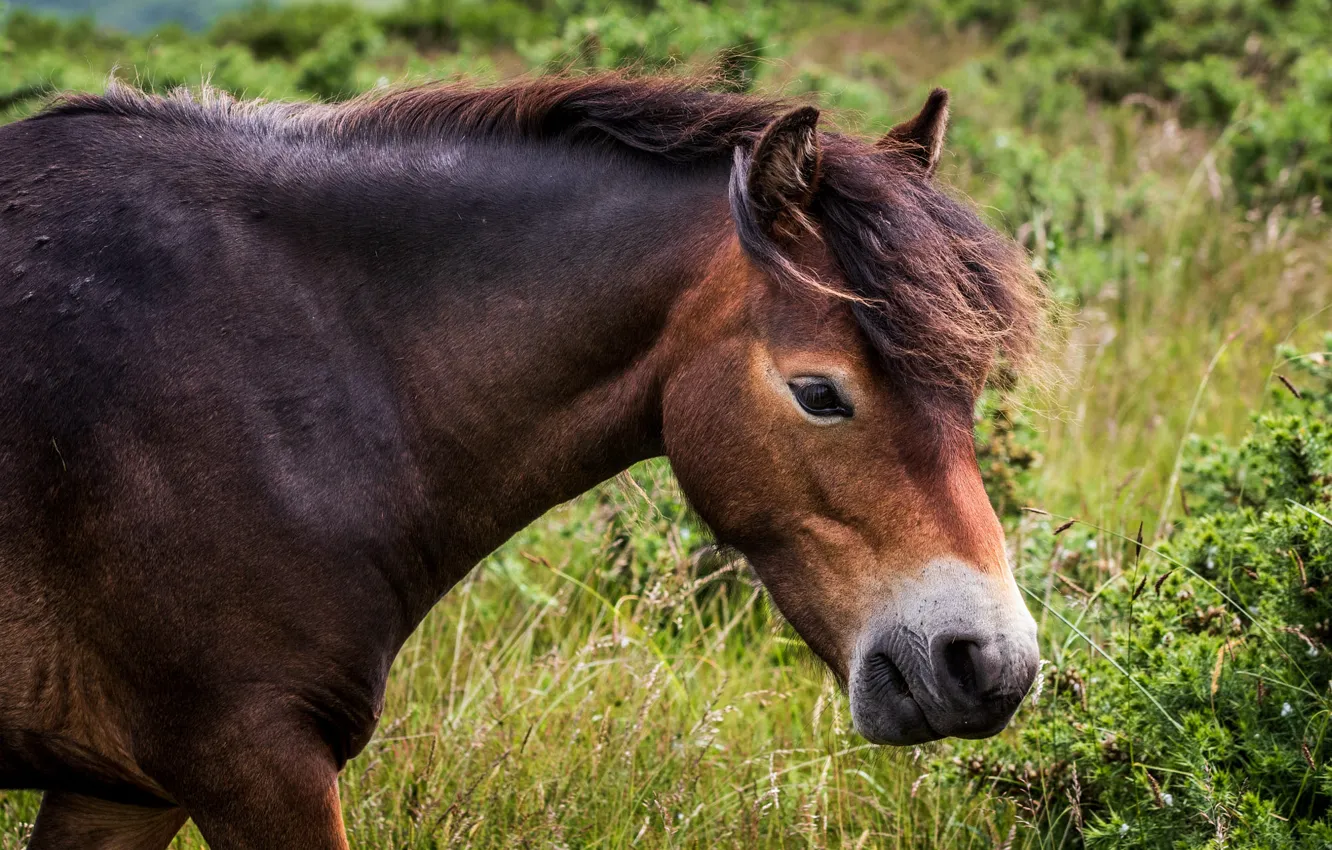 Photo wallpaper look, face, horse, horse, portrait, pony