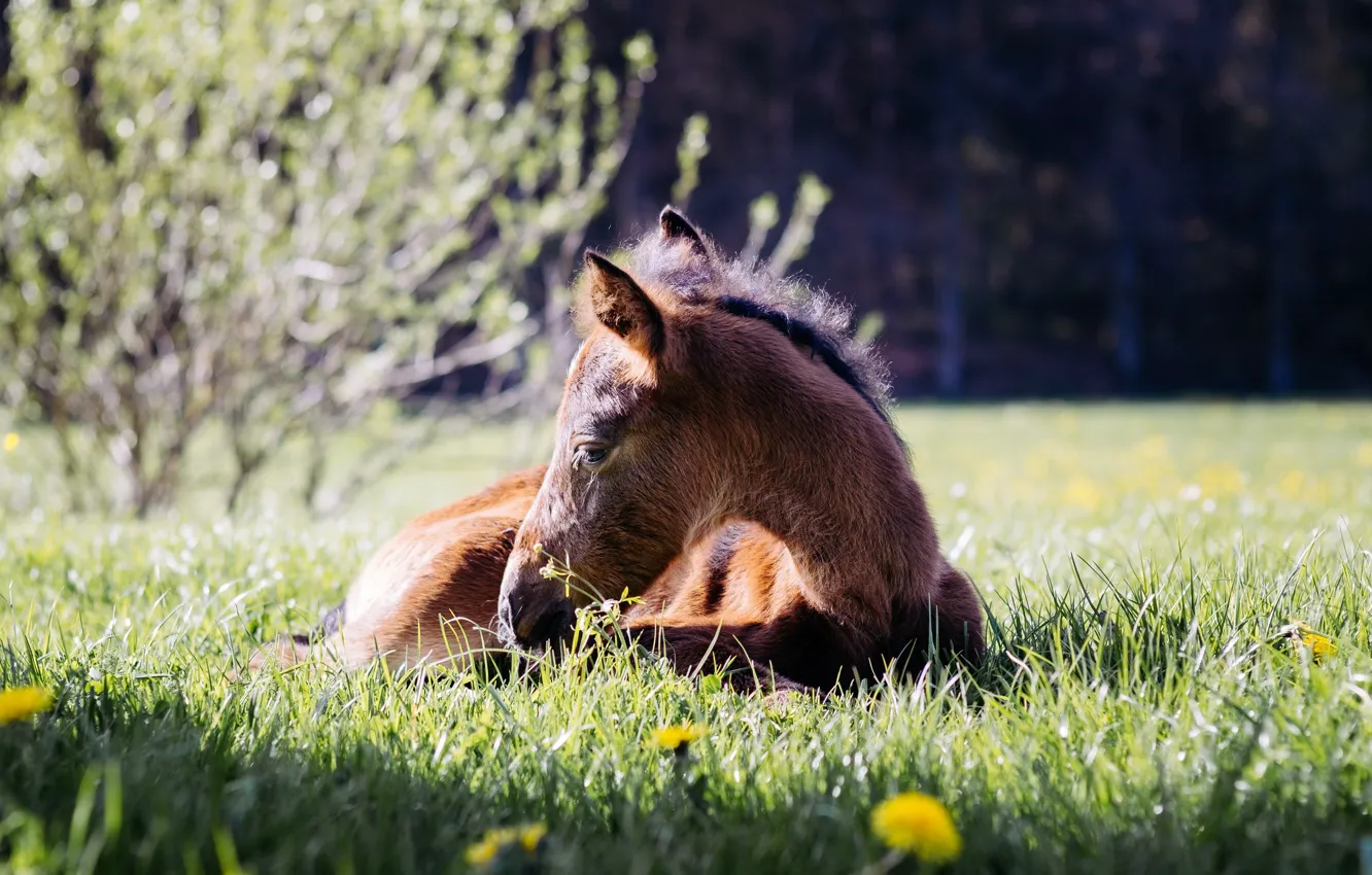 Photo wallpaper nature, stay, horse, baby