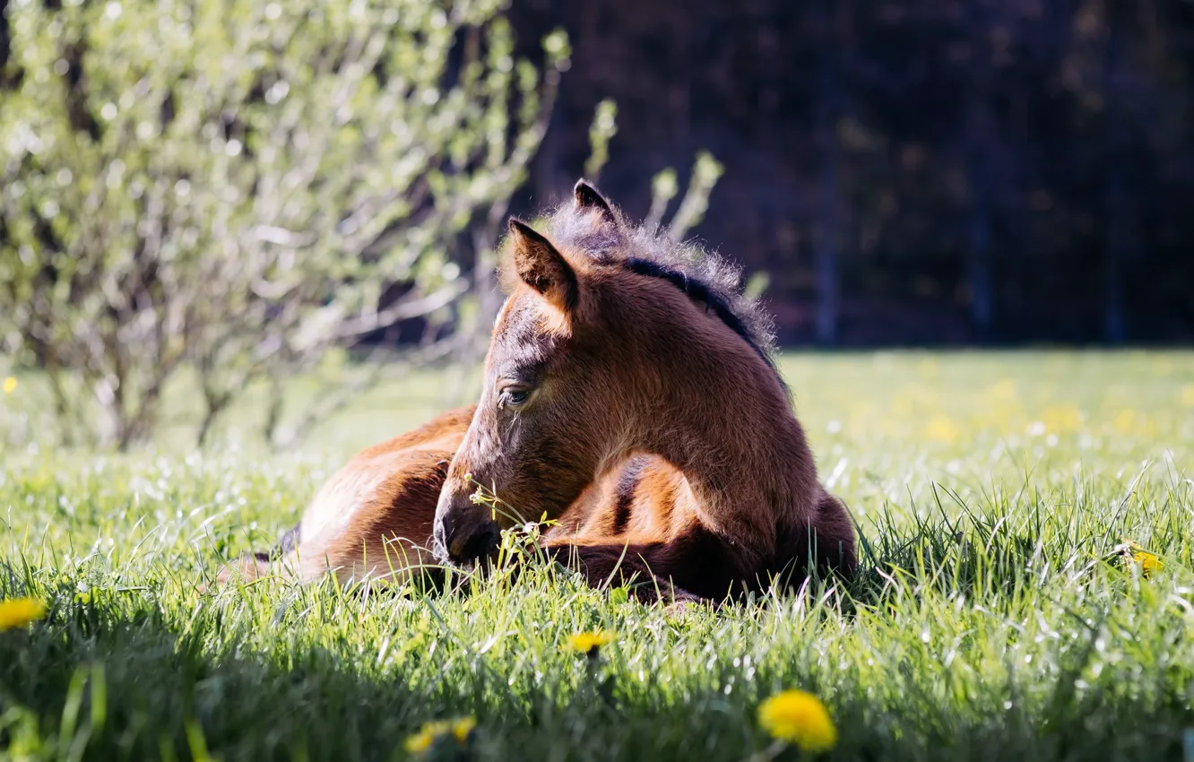 Photo wallpaper Nature, Horse, Baby, Stay