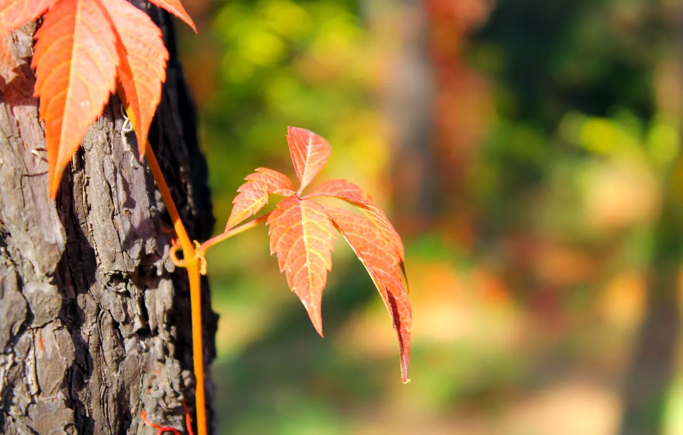 Photo wallpaper autumn, macro, blur, pine, ivy, Almaty, Botanical garden