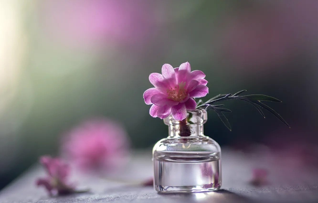 Photo wallpaper macro, flowers, bubbles