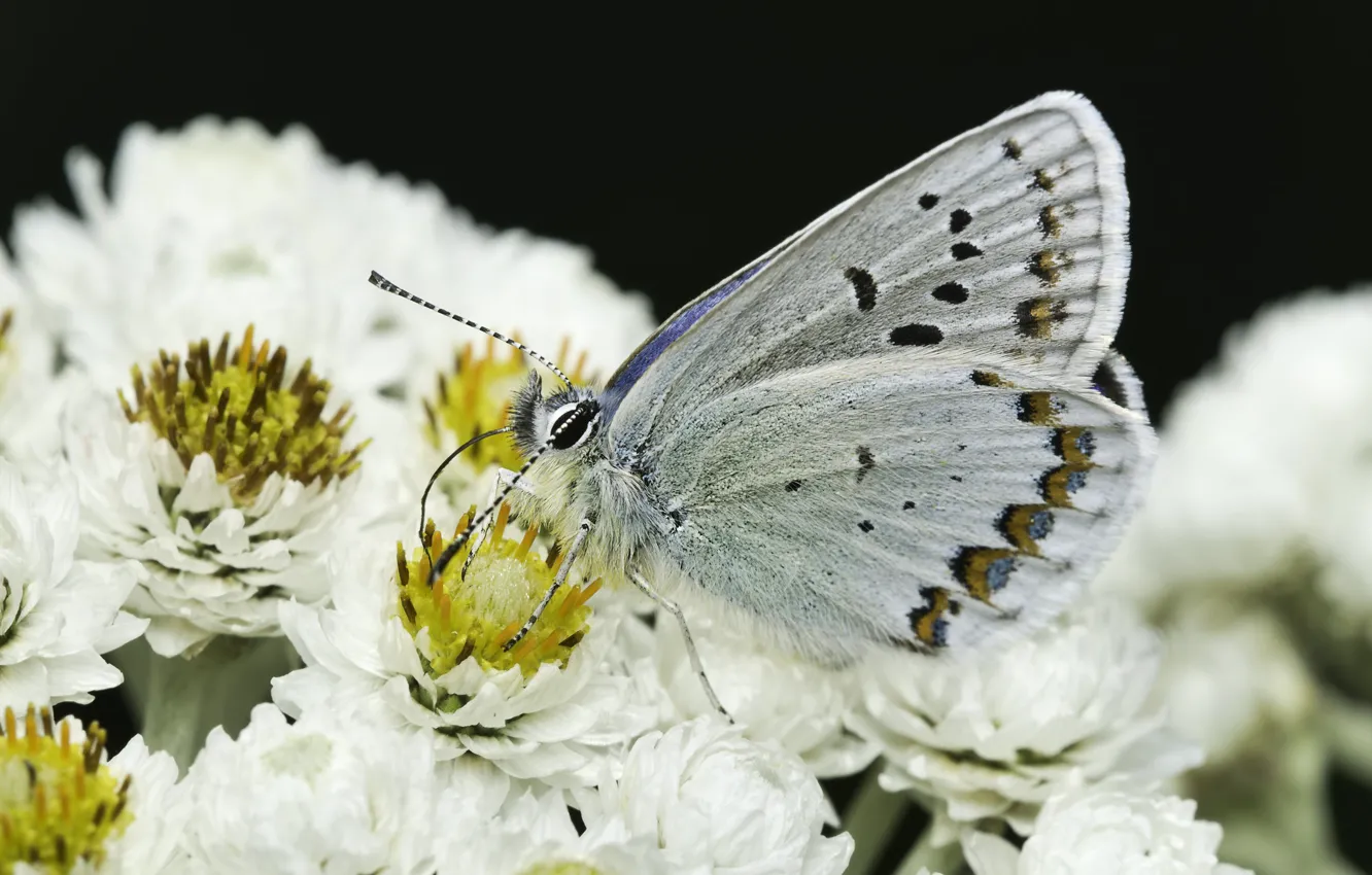 Photo wallpaper macro, flowers, butterfly, Daisy, Martin Dollenkamp