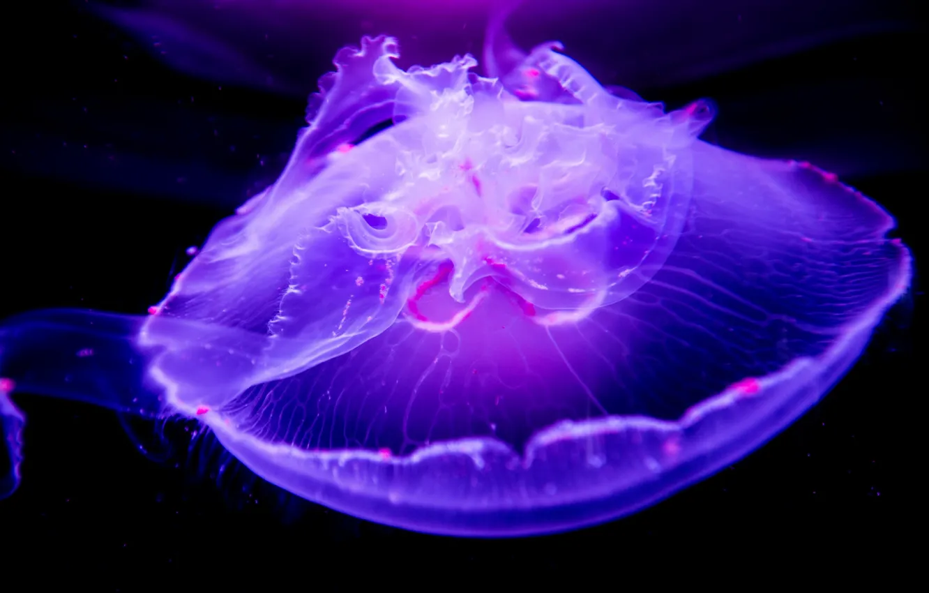 Photo wallpaper macro, Medusa, underwater world