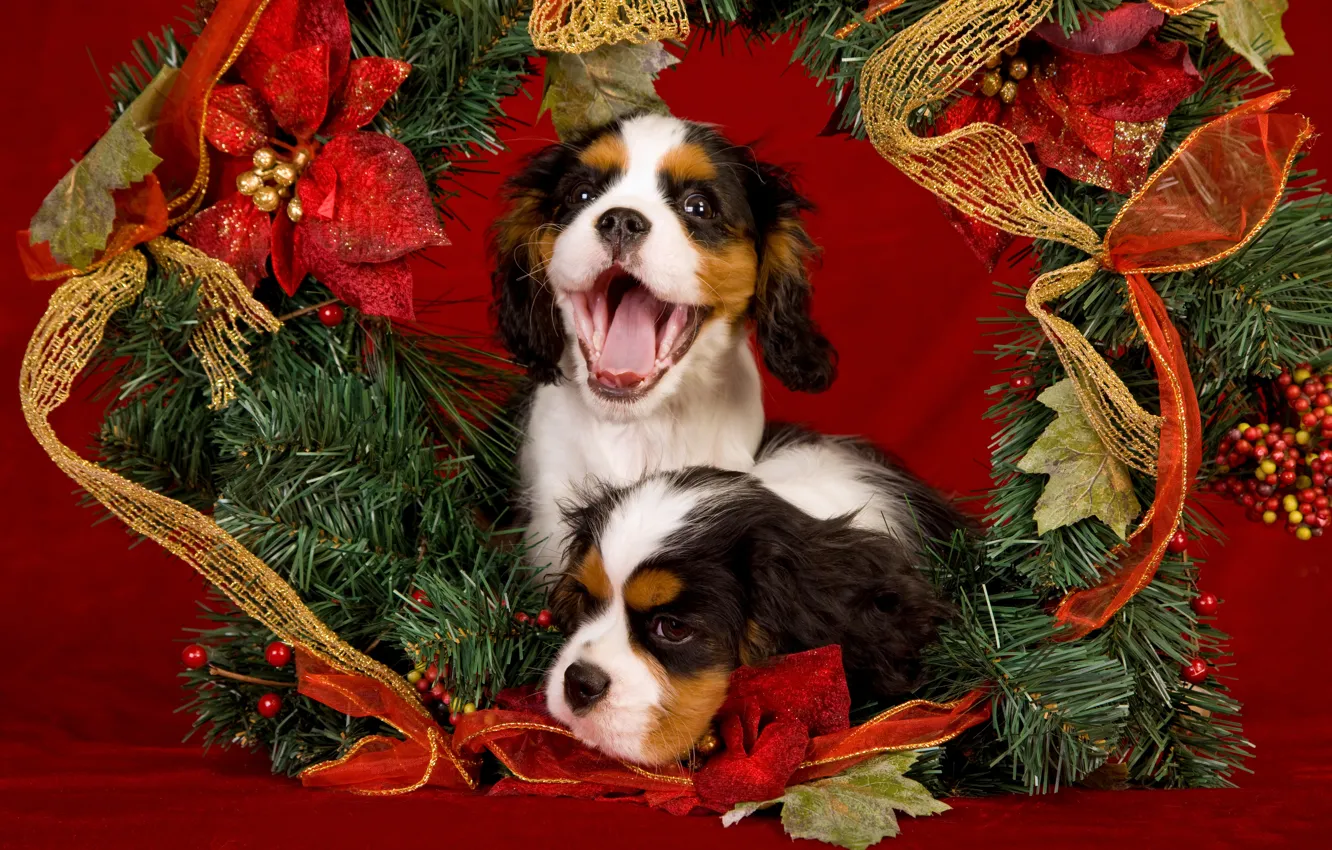 Photo wallpaper language, dogs, decoration, red, holiday, new year, Christmas, puppies