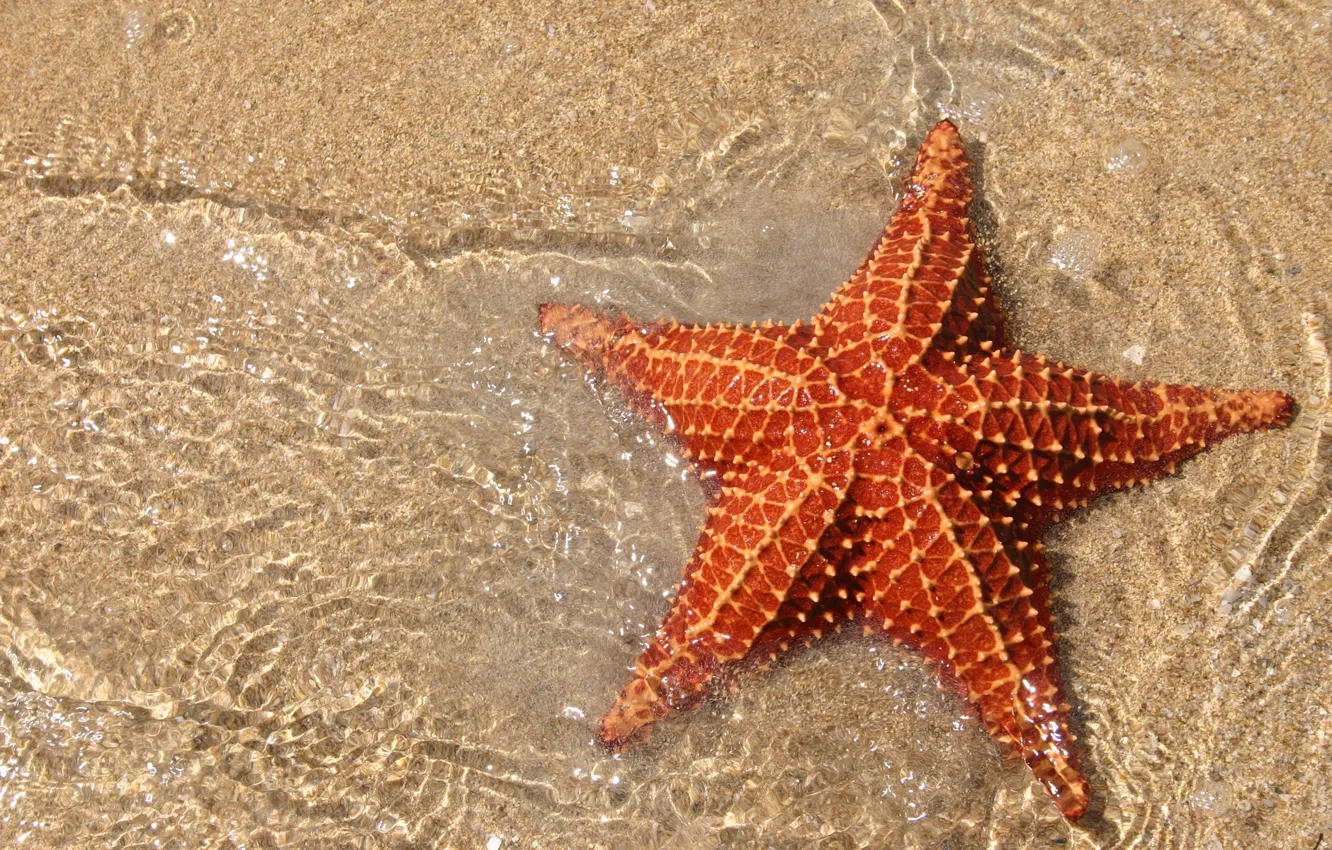 Photo wallpaper sand, the ocean, star, sea