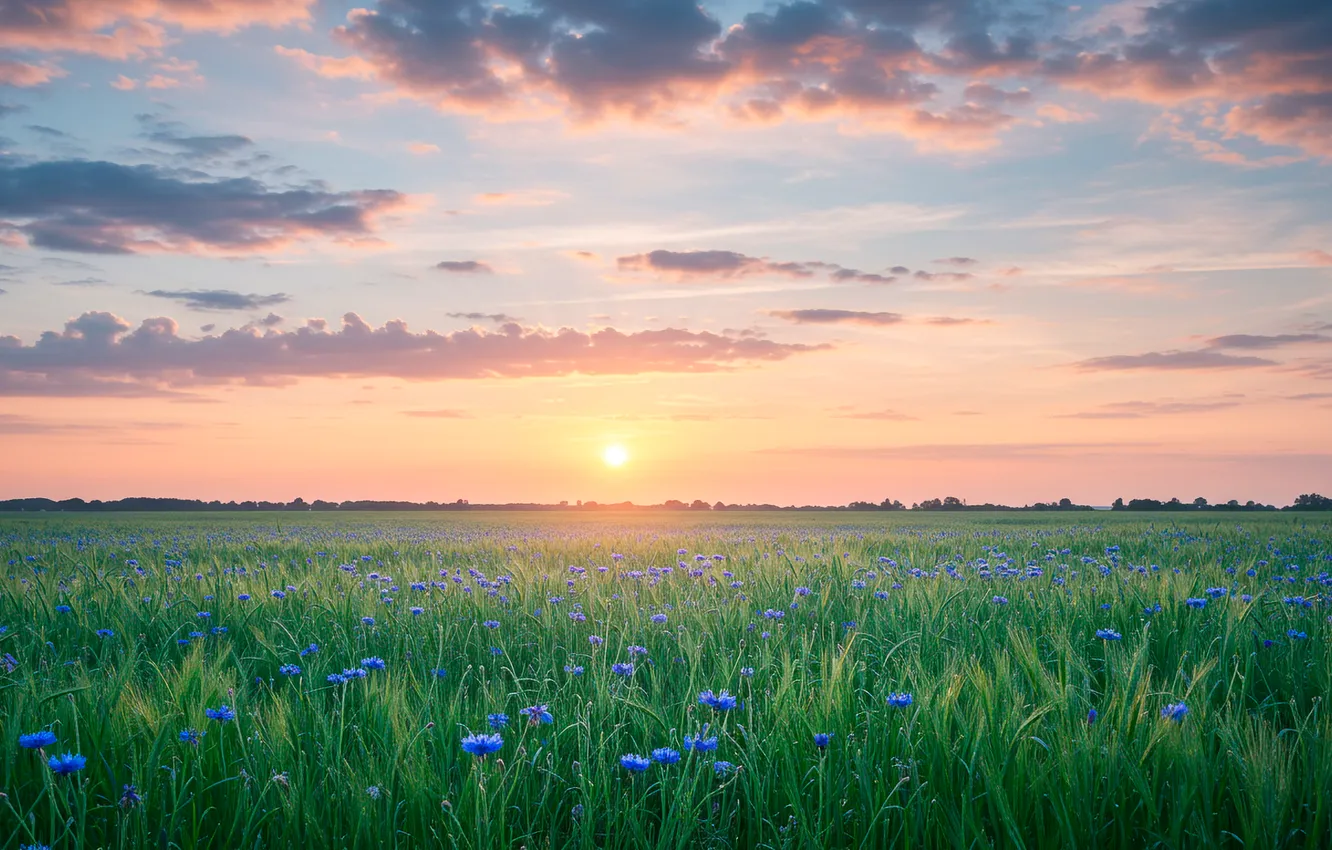 Photo wallpaper wheat, Wallpaper, sunset, sky, wallpaper, wheat, field, field