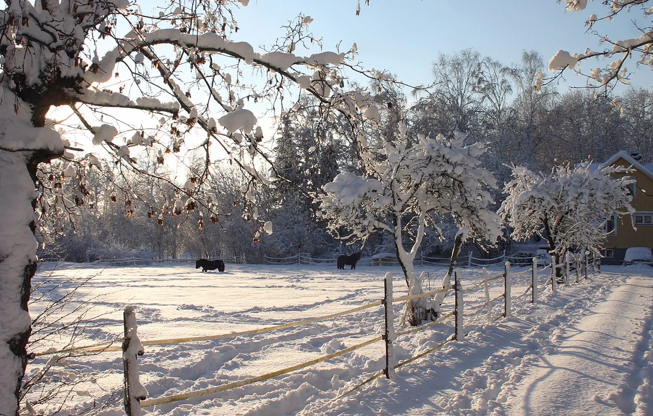 Photo wallpaper winter, nature, horse