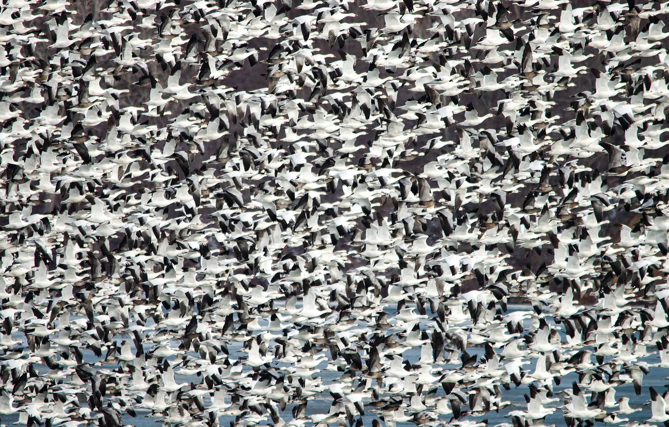 Photo wallpaper bird, pack, a lot