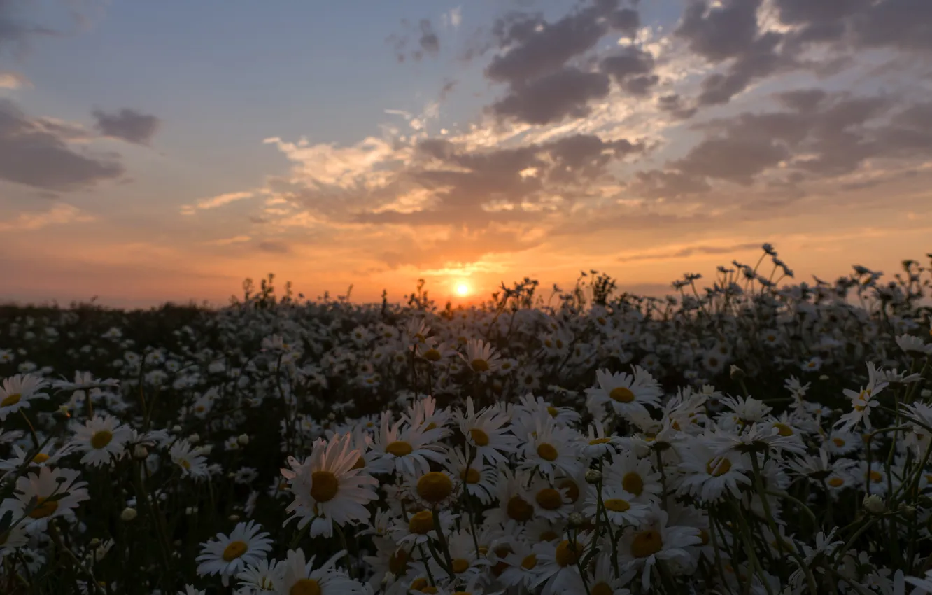 Photo wallpaper summer, the sky, the sun, clouds, sunset, chamomile, the evening, a lot