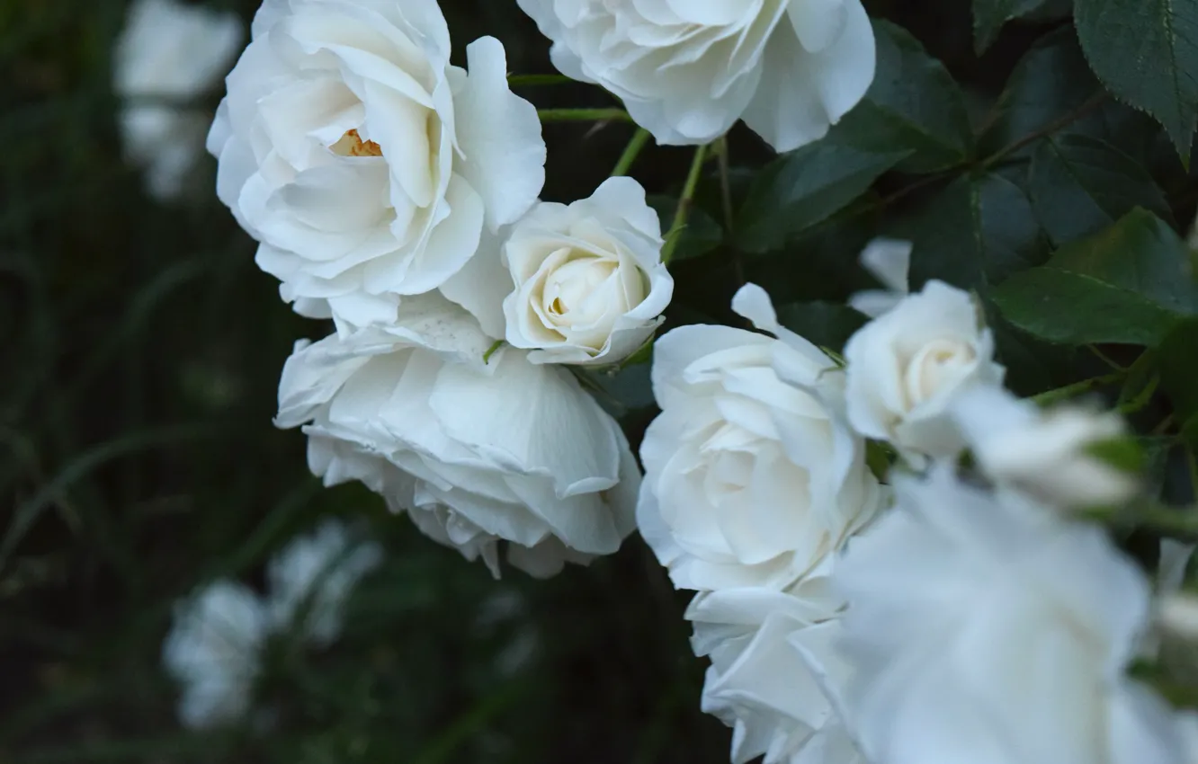 Photo wallpaper flowers, night, roses, widescreen, white rose