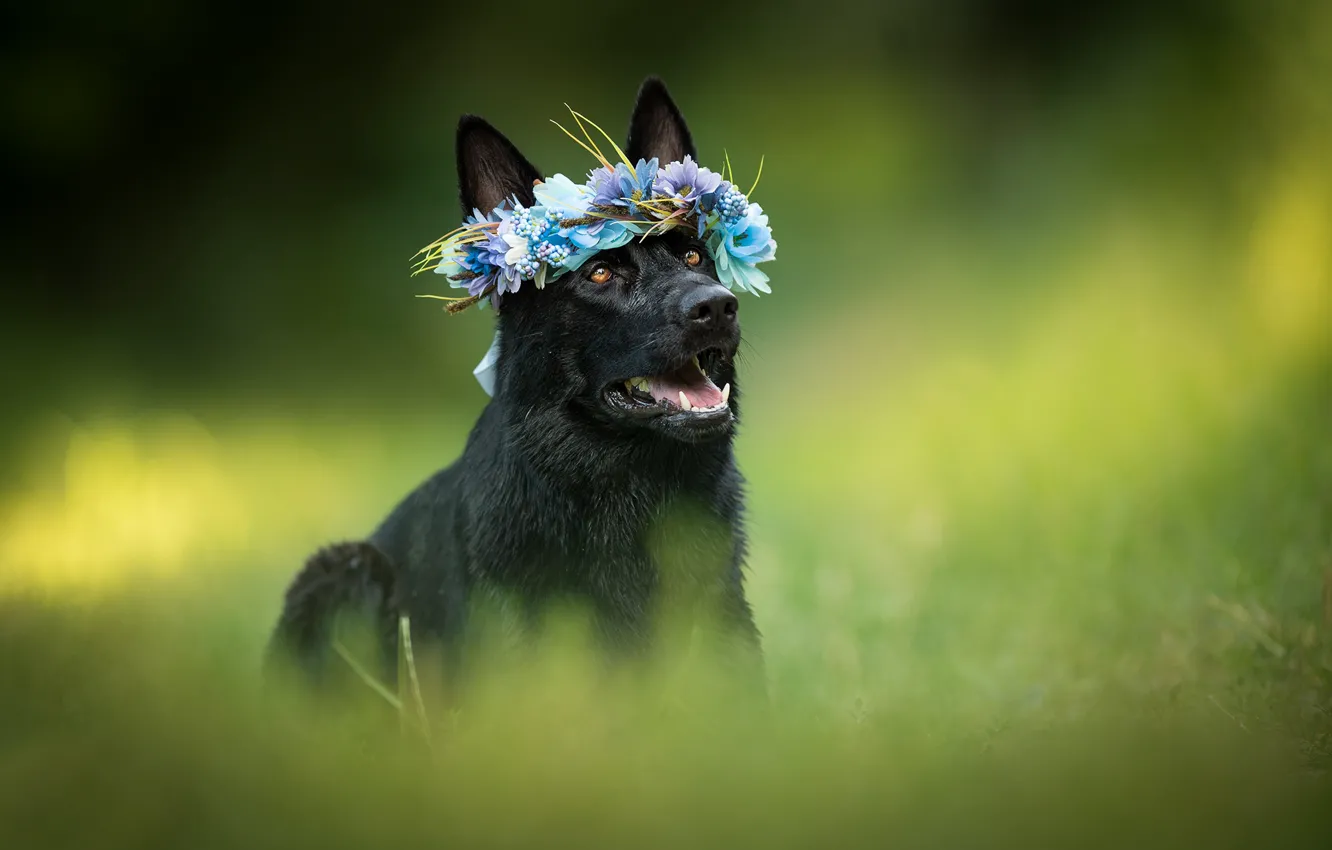 Photo wallpaper dog, wreath, bokeh, shepherd