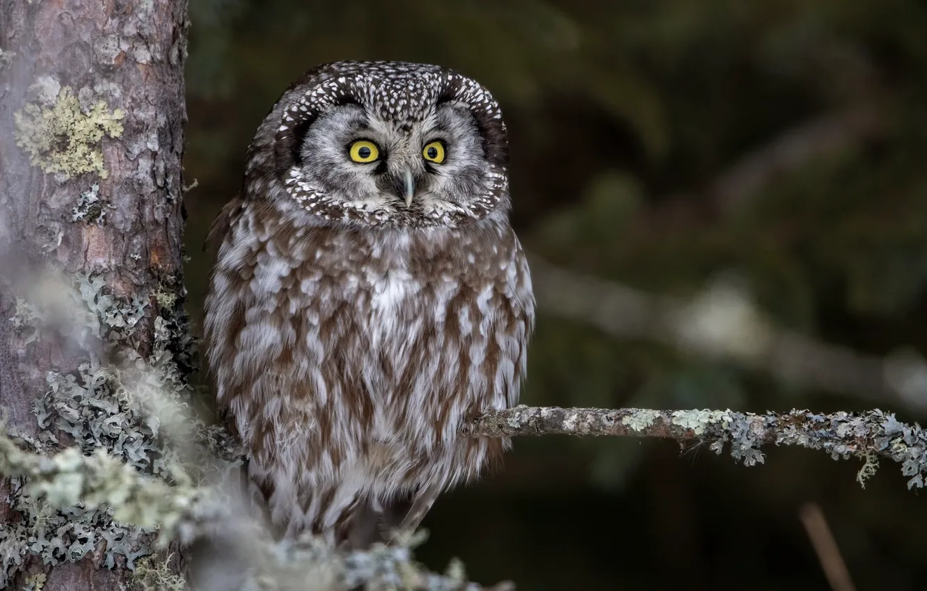 Photo wallpaper look, trees, branches, nature, the dark background, owl, bird, bokeh
