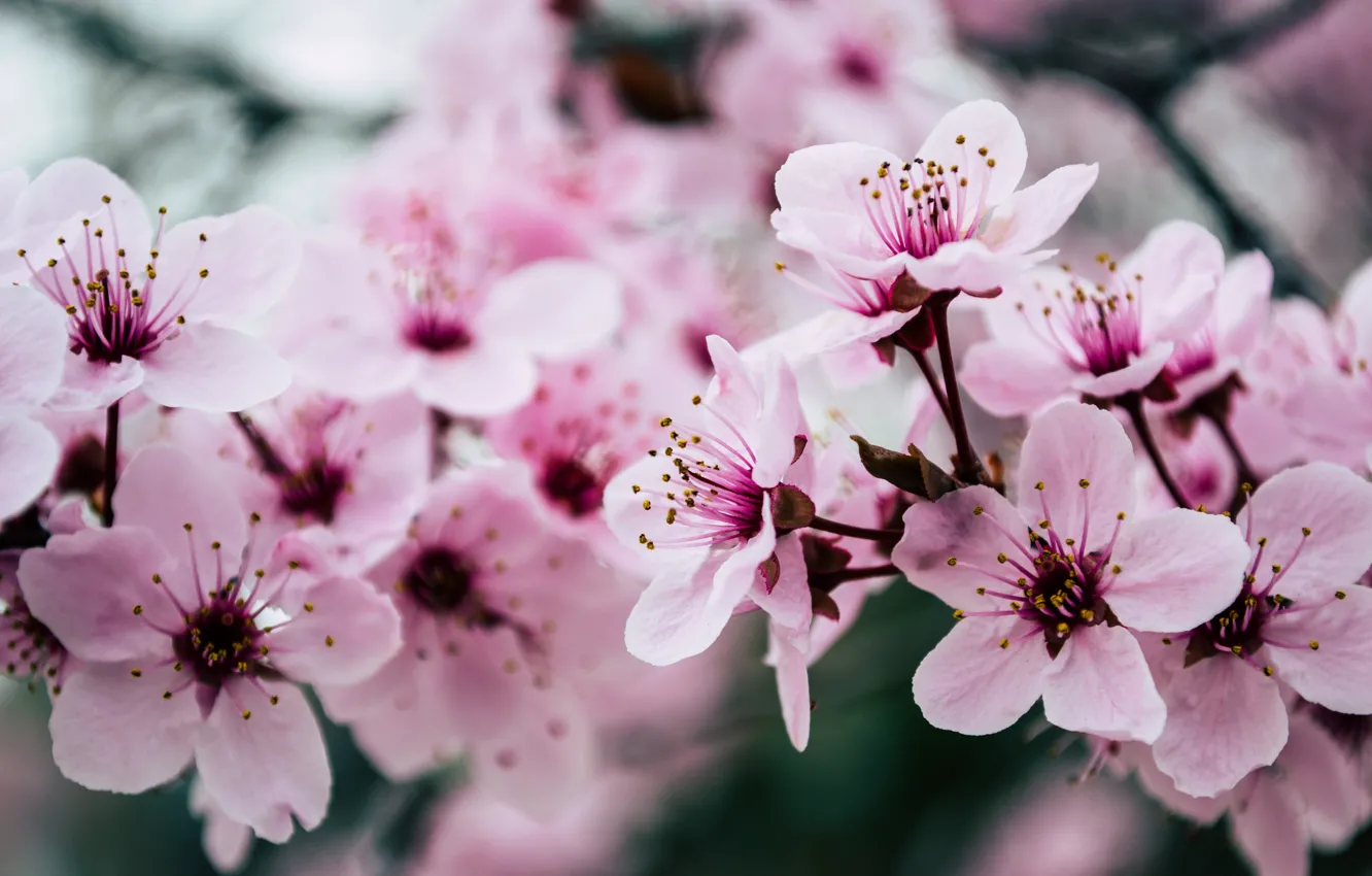 Photo wallpaper pink, blossom, spring