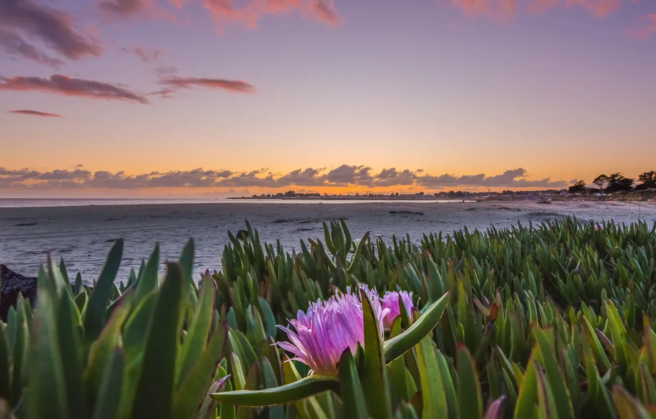 Photo wallpaper landscape, sunset, nature, the ocean, coast, vegetation, USA, Santa Cruz