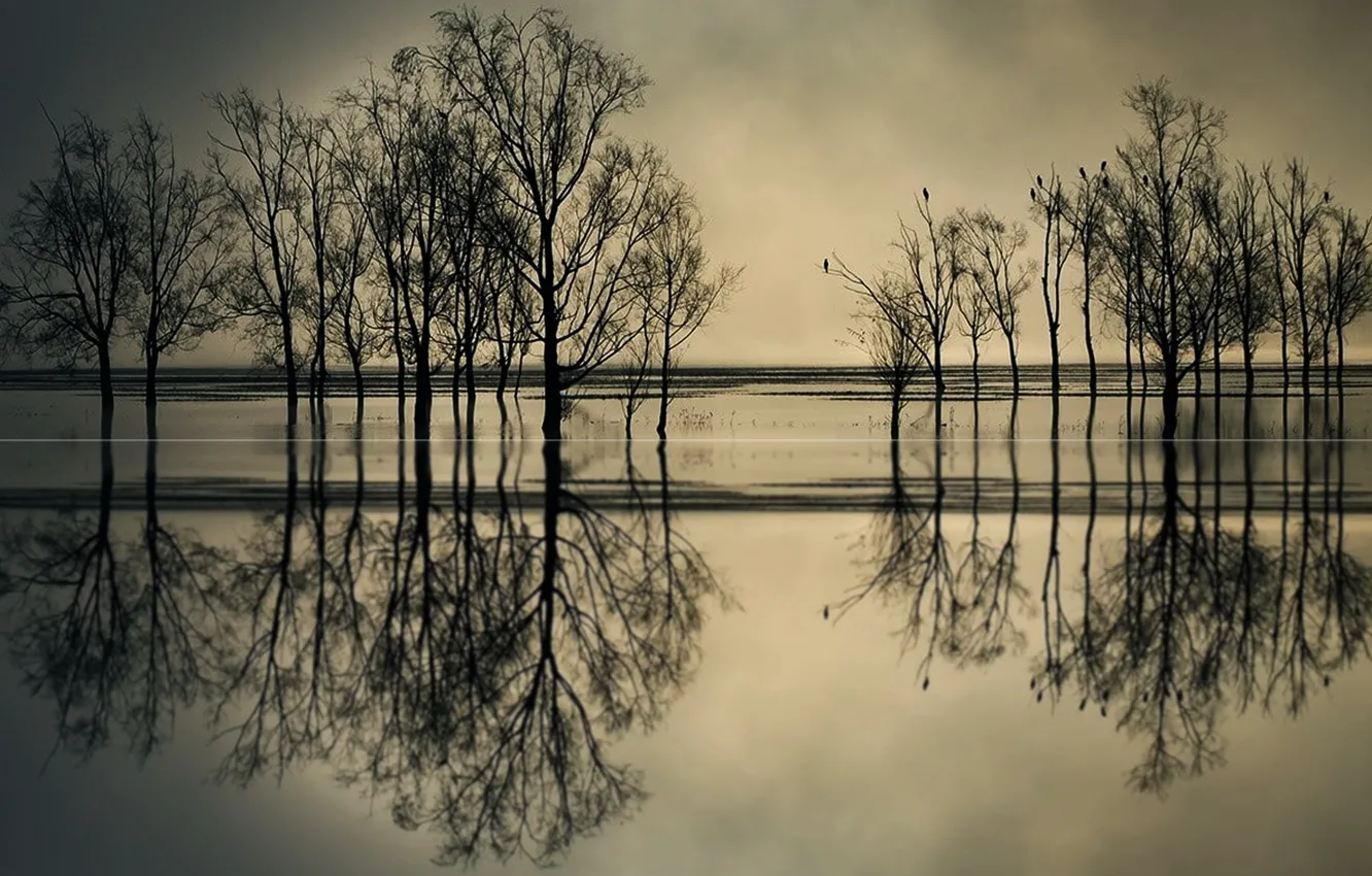 Photo wallpaper sky, trees, sunset, silhouettes