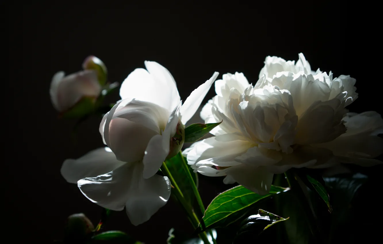 Photo wallpaper light, Flowers, bouquet, peonies, peony, white peonies