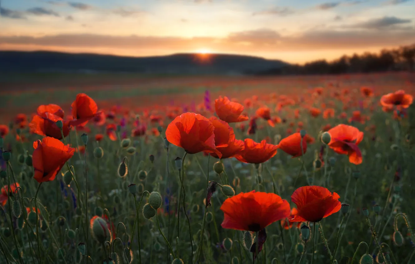 Photo wallpaper flowers, red, Maki, the evening, poppy field