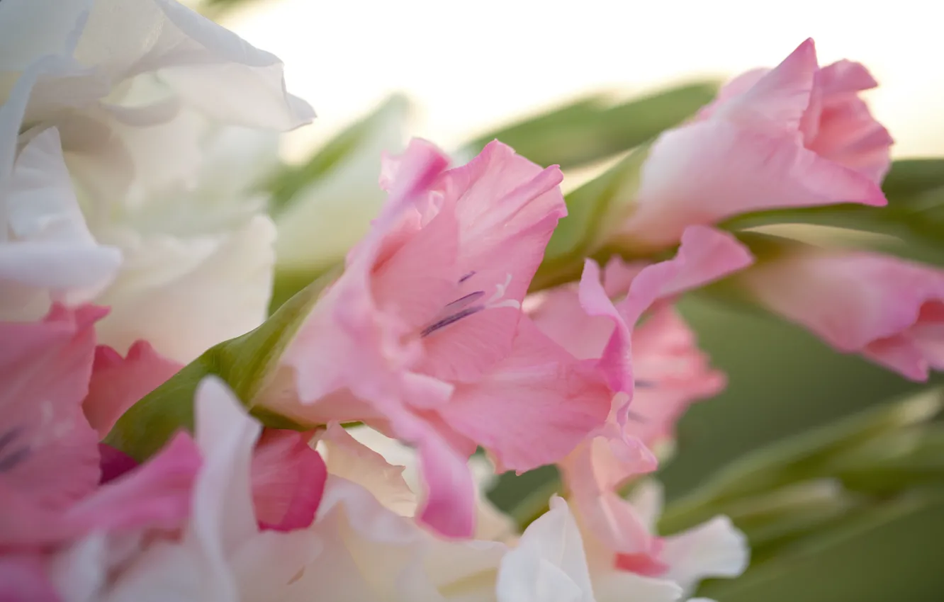 Photo wallpaper macro, flowers, pink, gladiolus