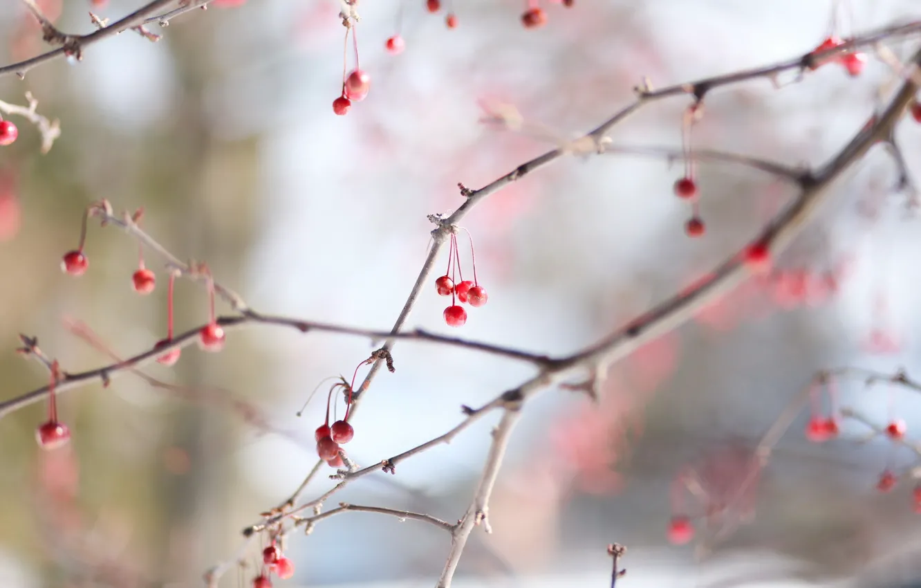 Photo wallpaper berry, red, winter, cold