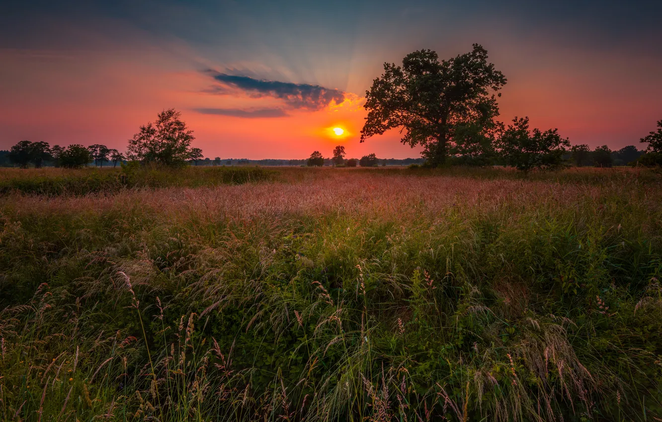 Photo wallpaper field, grass, trees, sunset