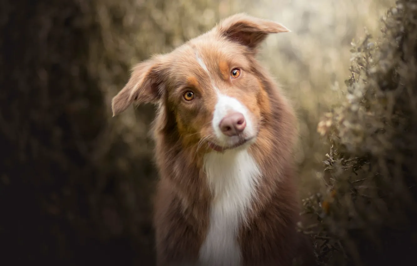 Photo wallpaper look, face, dog, Australian shepherd, Aussie