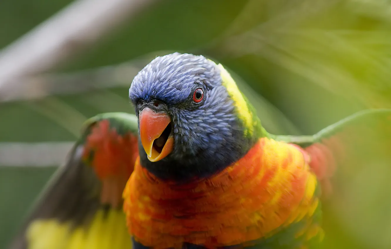 Photo wallpaper bird, focus, beak, parrot