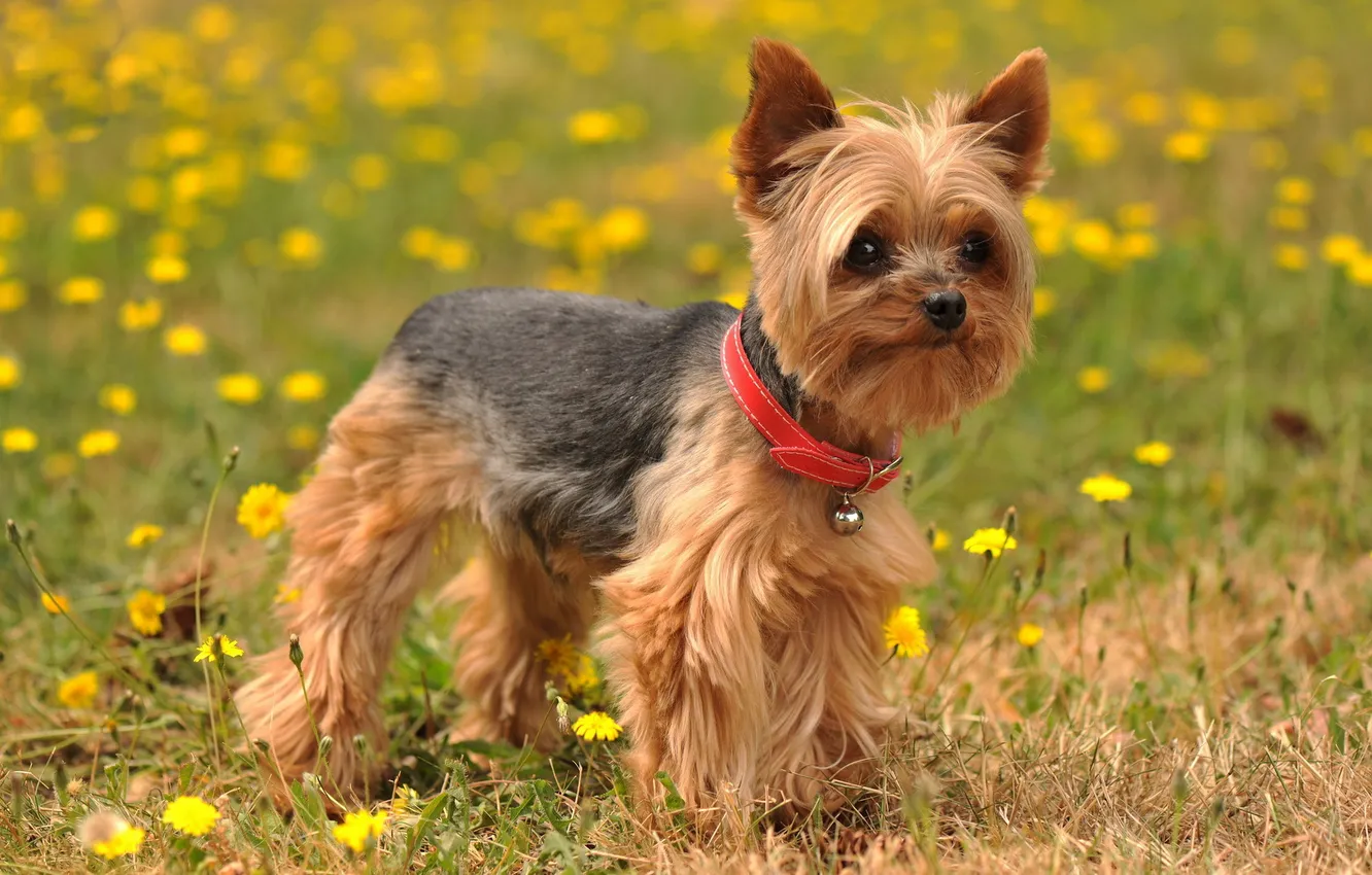 Photo wallpaper summer, nature, dog, Yorkshire Terrier