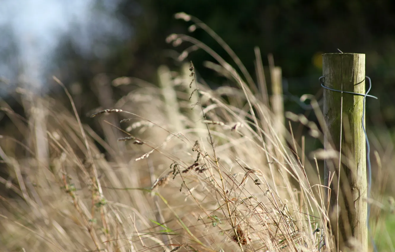 Photo wallpaper grass, nature, the fence